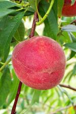 PF 5B Flamin Fury | Peach Species 